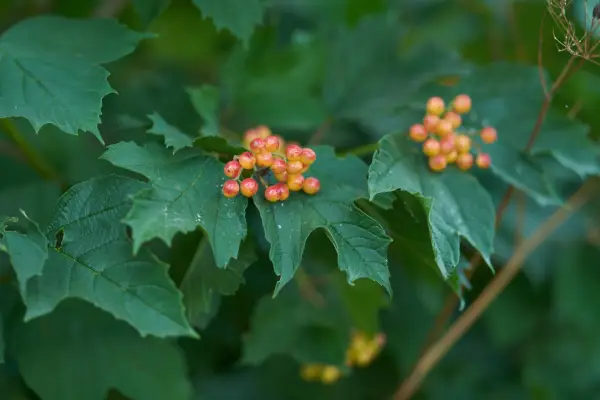 2048x1365_Guelder-Rose_GettyImages-1408902285