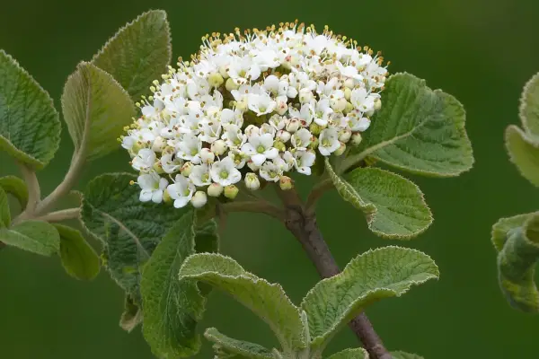 2048x1365_SEO_WayfairingTree_GettyImages-1499559887