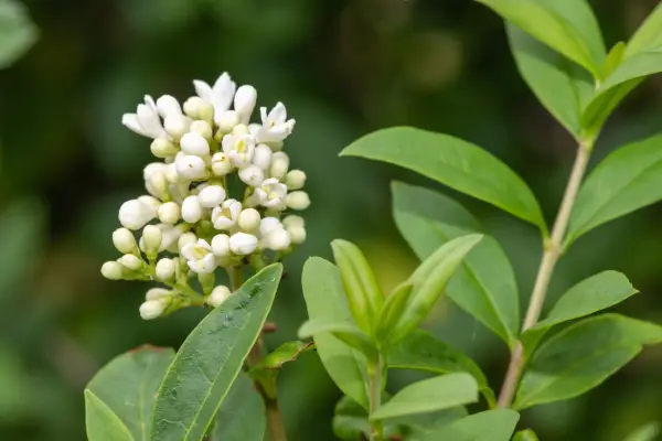 2048x1365_SEO_WildPrivet_GettyImages-1331586450