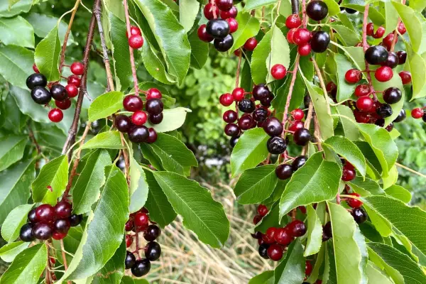 2048x1365_PrunusPadus_SEO_GettyImages-1669113898