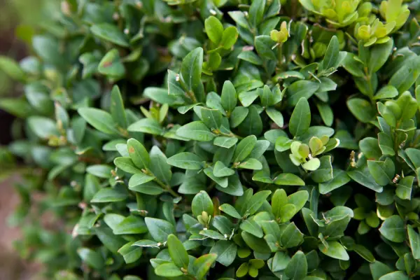 2048x1365_SEO_Buxus_LI1903204@Joe_Swift_design_