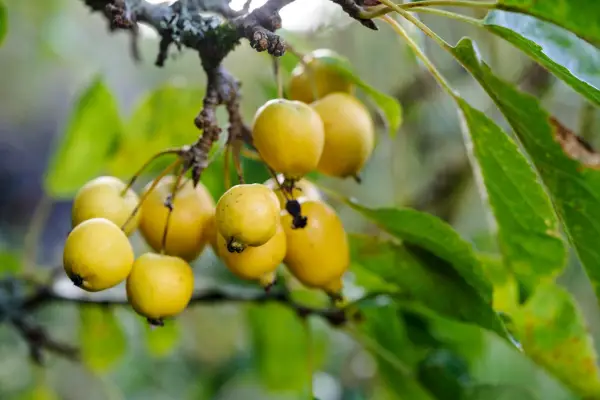 2048x1365_BritishTrees_SEO_Carol_Klein_Jason_Ingram_JI_171013_CarolKlein_280