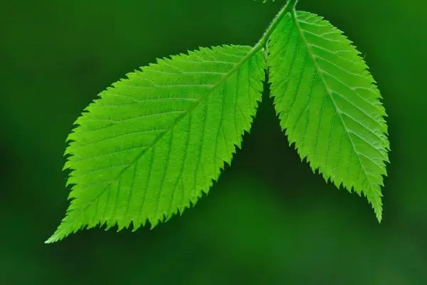 Wych elm foliage in spring. Alamy