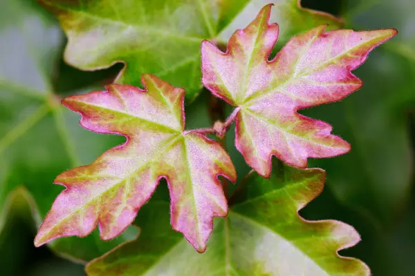 Leaves of Field Maple. Getty Images