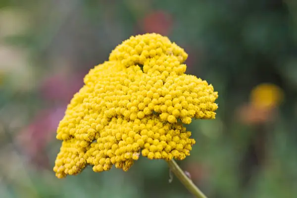 Achillea filipendulina 'plaque d'or'