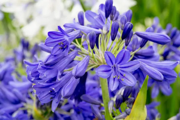 Agapanthus 'Flower of Love'