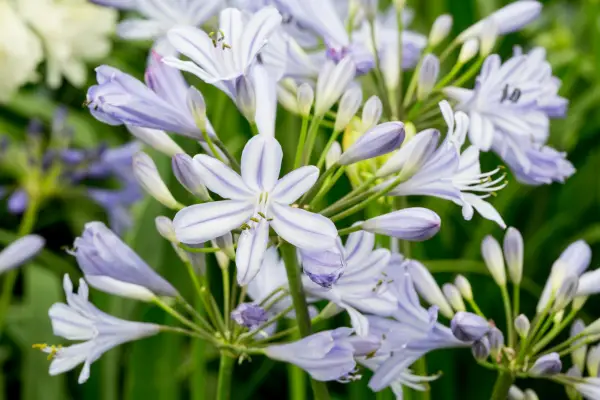 Agapanthus 'Peter Pan'