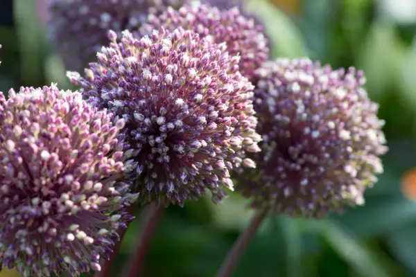 Allium 'Drummer de verano'