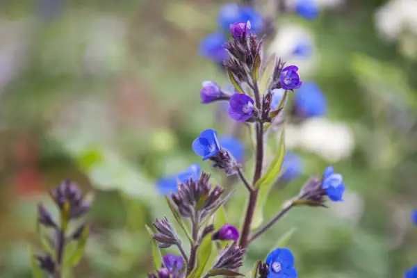 Anchusa azurea „loddon Royalist”