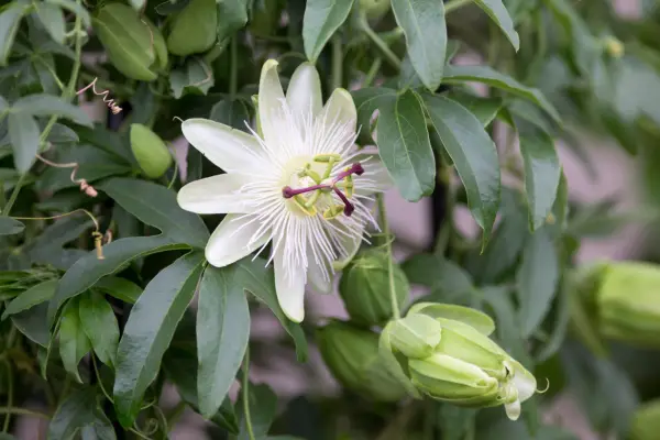 Passiflora caerulea 