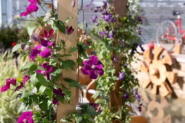 Purple clematis growing up a pergola