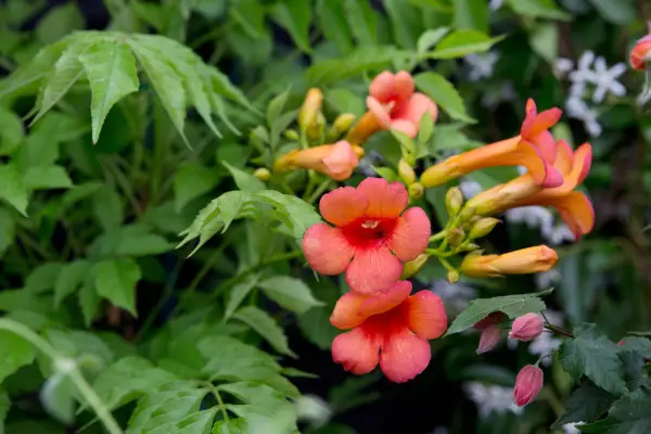 Trumpet vine, Campsis 