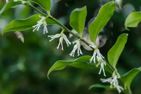 Shrubs for shade - Christmas box