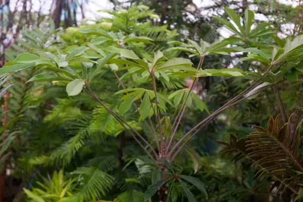 Shrubs for shade - Schefflera rhododendrifolia