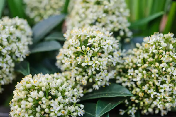 Shrubs for shade - Skimmia 