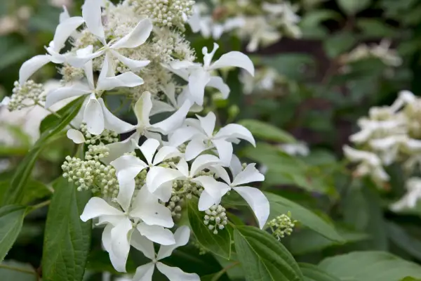 Shrubs for shade - Hydrangea paniculata 