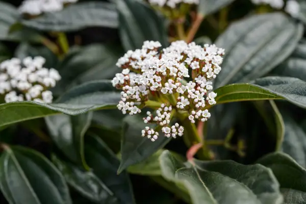 Shrubs for shade - Viburnum davidii