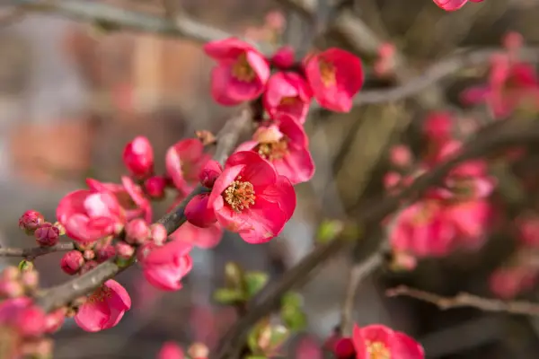 Shrubs for shade - Japanese quince