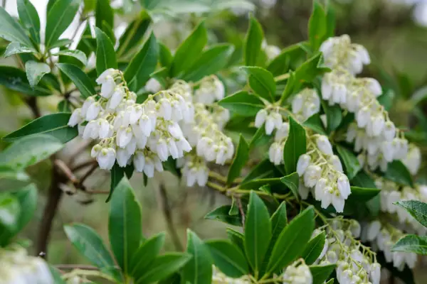 Shrubs for shade - Pieris 