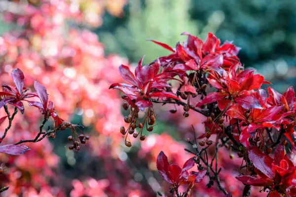 Shrubs for shade - Enkianthus cernuus var. rubens