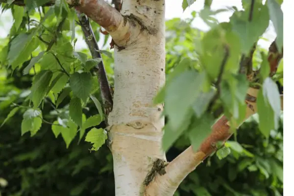 Betula albosinensis 'fascinasjon'