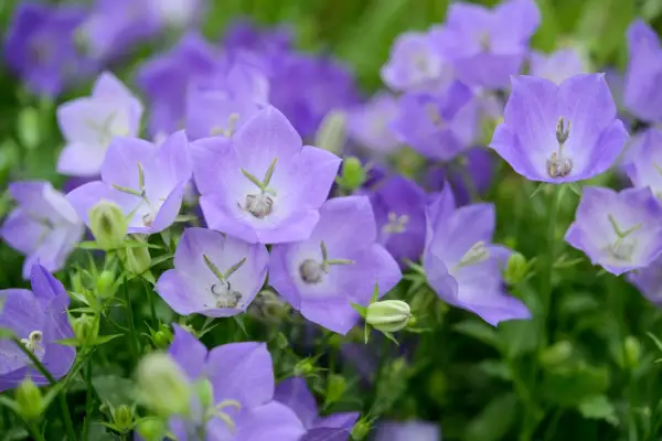Campanula carpatica 