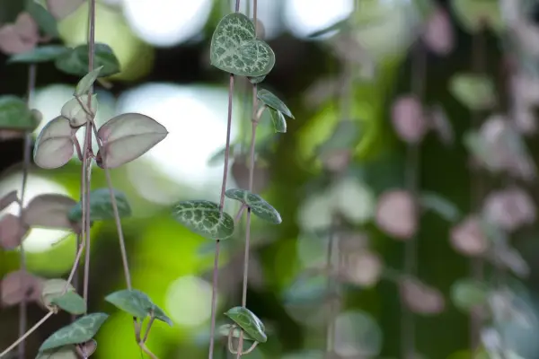 String of hearts, Ceropegia woodii