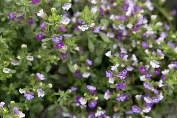 Chandorhinum originium 'Blue Dream'