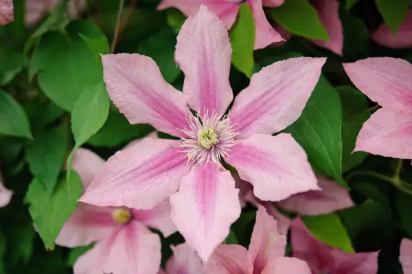 Clematis 'Rosamunde'