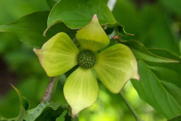 Cornus Kousa „Venus”