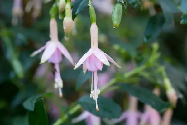 Fuchsia „WhiteKnights Pearl”