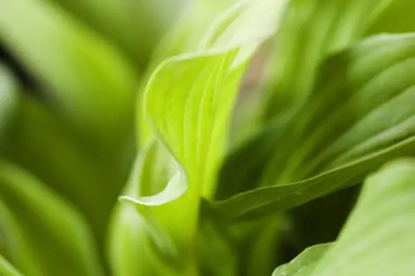 Hosta „Lemon Lime“