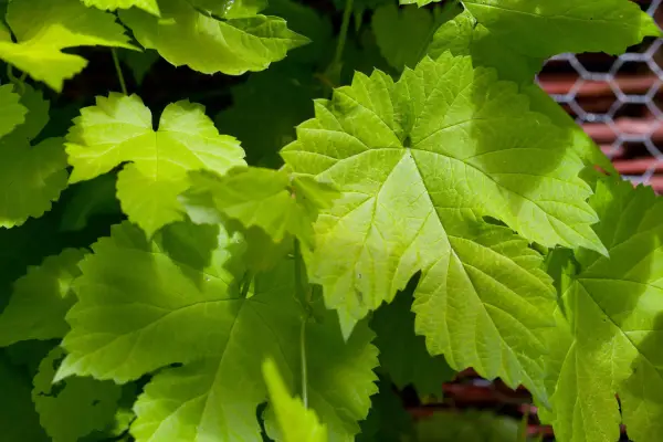 Humulus lupulus „Zlaté strapce“