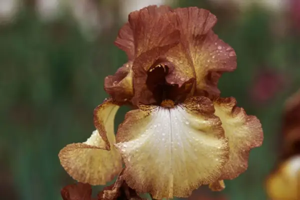 Iris „Patina”