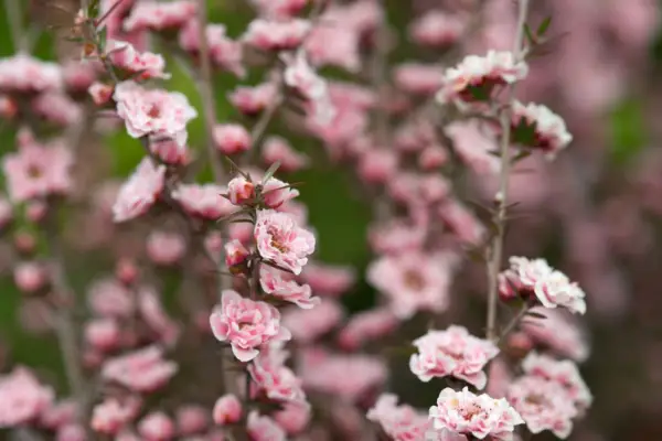 Scoparium leptospermum 'appleblossom'