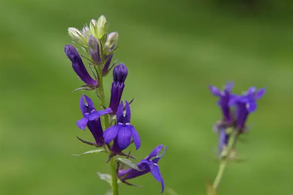 Lobelia 'safír'