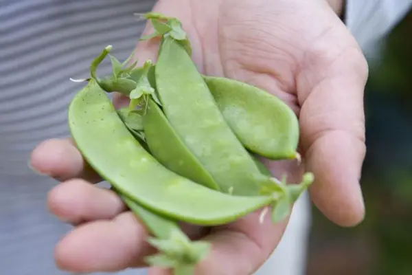 Pisum sativum „obrovský cukor“