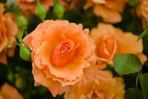 Rosa (Floribunda Group) 'Easy to dělá'