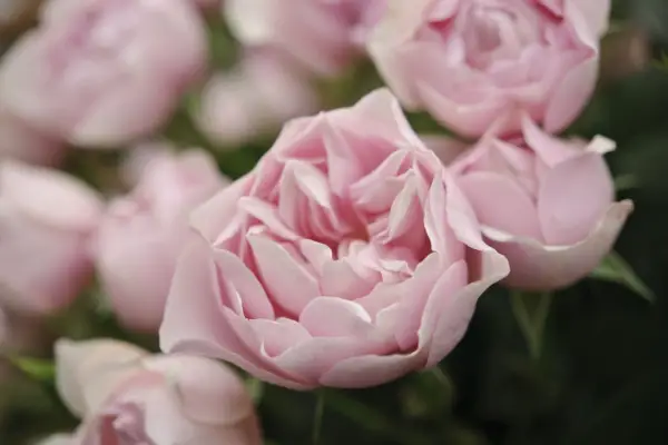 Rosa 'Natasha Richardson'