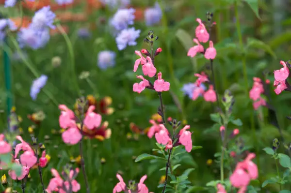 Salvia x Jamensis 'Pluenn'