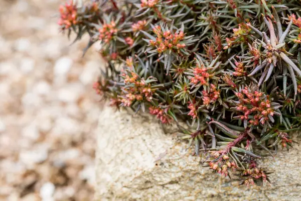 Sedum Hakonense 'Chocolate Ball'