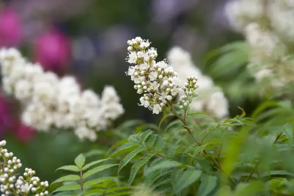 Sorbaria sorbifolia 'Sem'