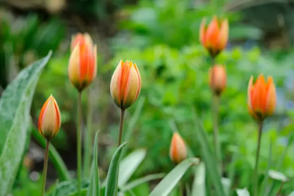 Pale orange-red flowers of Tulipa orphanidea 