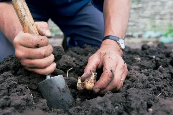 Planting daffodil bulbs