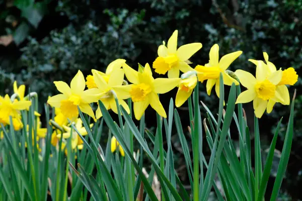 Daffodil flowers