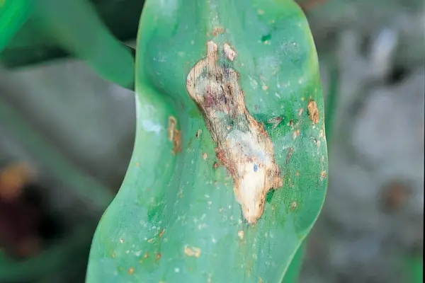 Tulip fire symptom on a leaf
