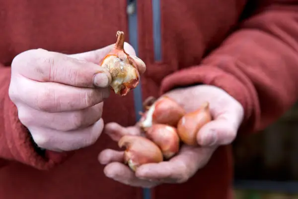 Problemele cu bec de primăvară rezolvate