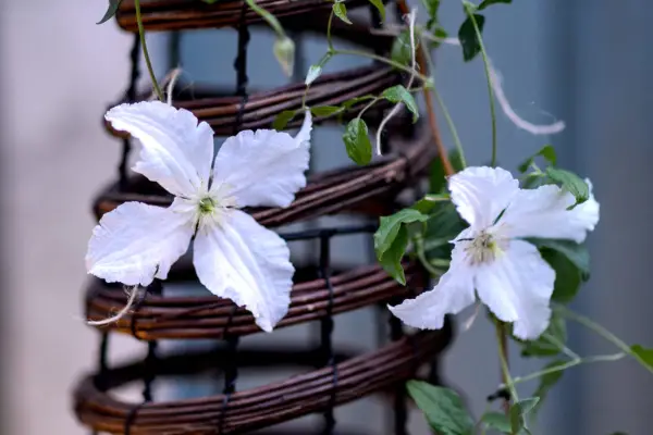How to grow clematis - where to plant clematis