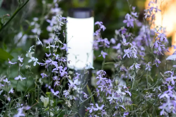 Night-scented stocks, Matthiola longipetala