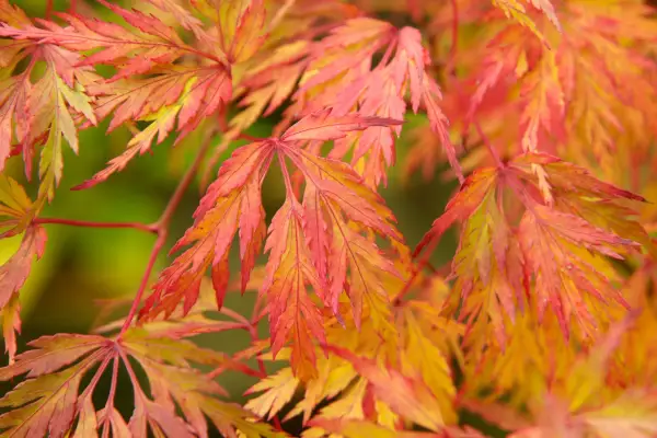 ACER SSP. ניתוק
